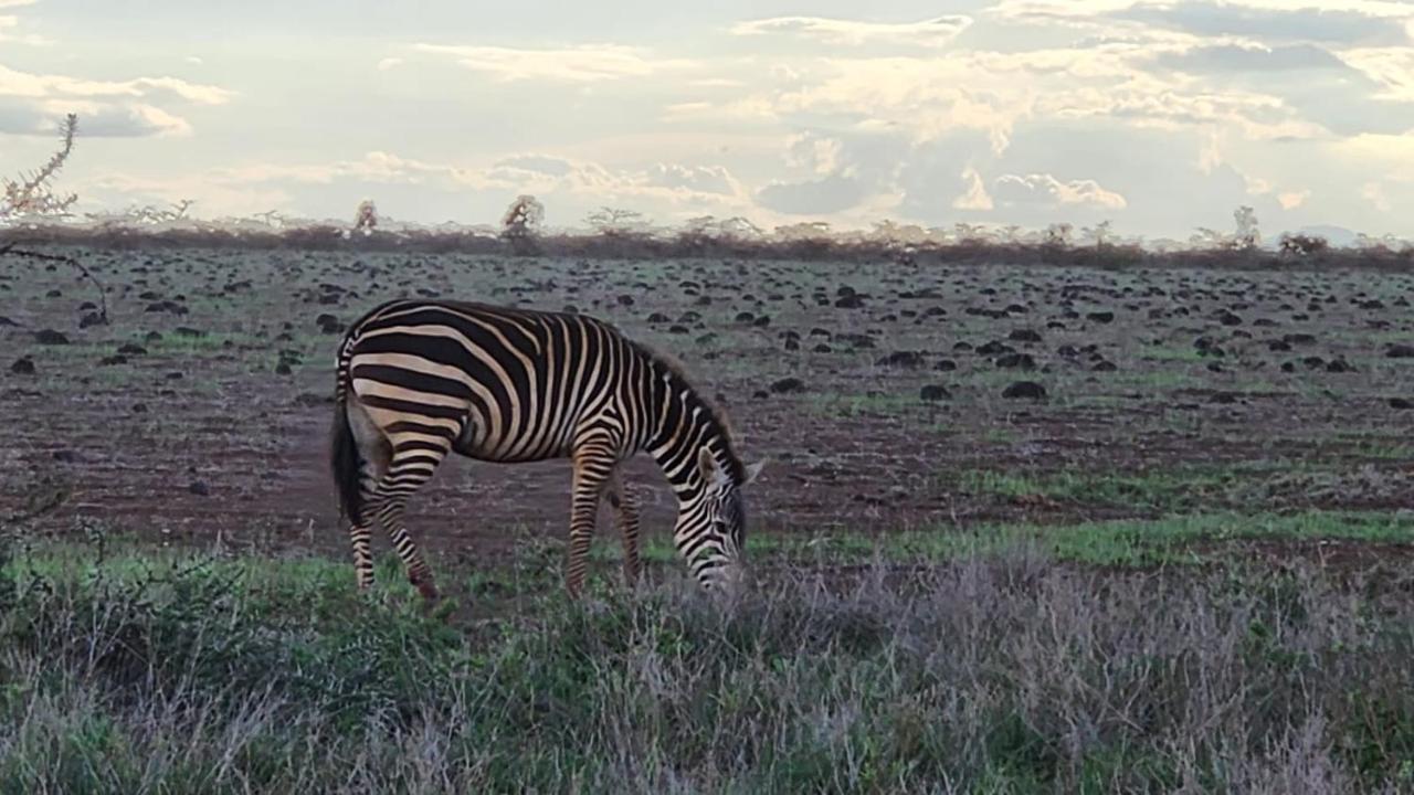 Little Amanya Camp Hotel Amboseli Exterior photo